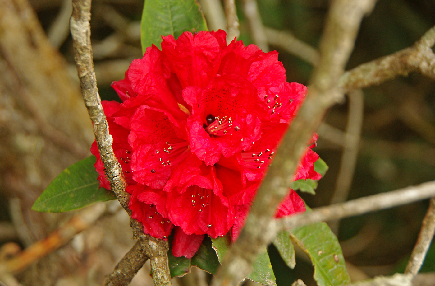 Изображение особи Rhododendron arboreum.