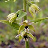 Epipactis helleborine