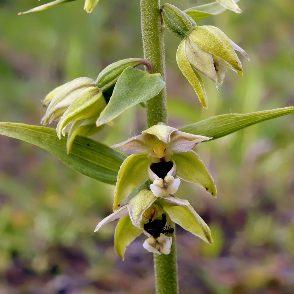 Изображение особи Epipactis helleborine.