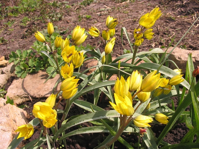 Изображение особи Tulipa ophiophylla ssp. bestashica.