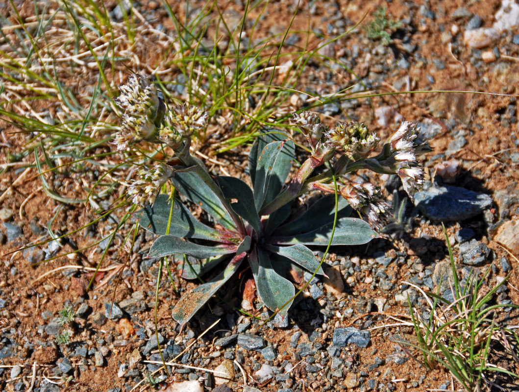 Image of Goniolimon speciosum specimen.