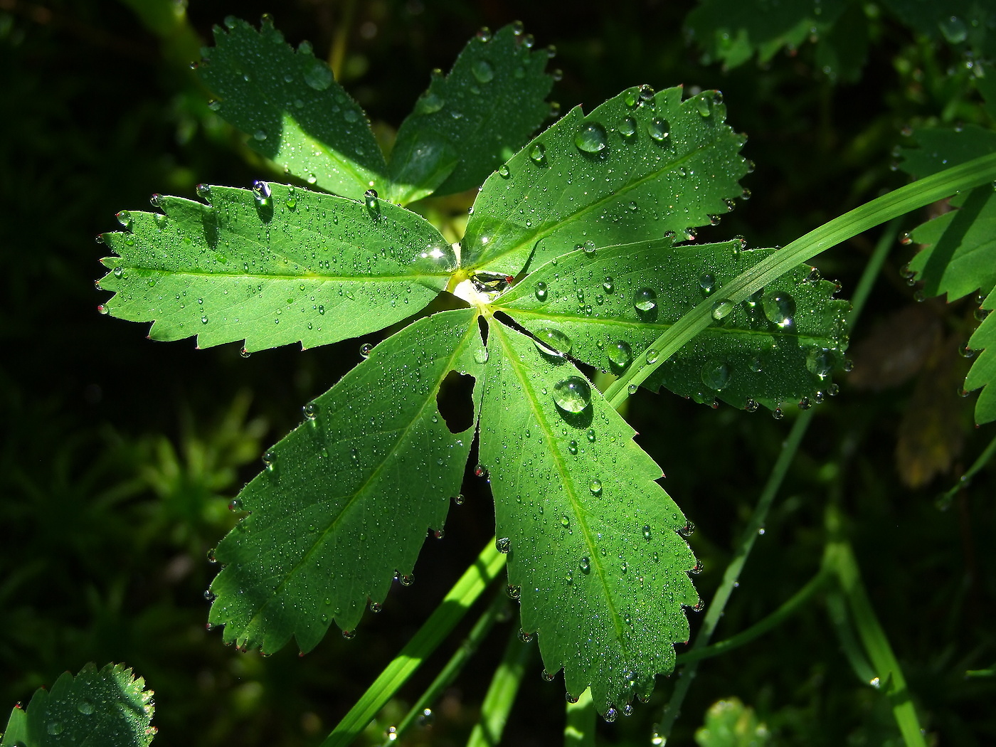 Image of Comarum palustre specimen.