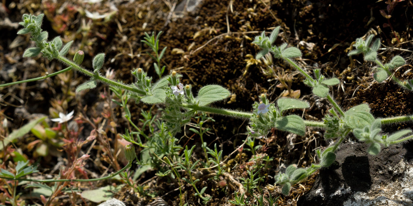 Image of Clinopodium creticum specimen.