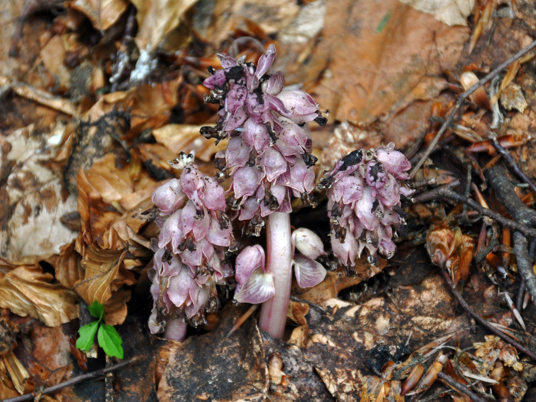 Image of Lathraea squamaria specimen.