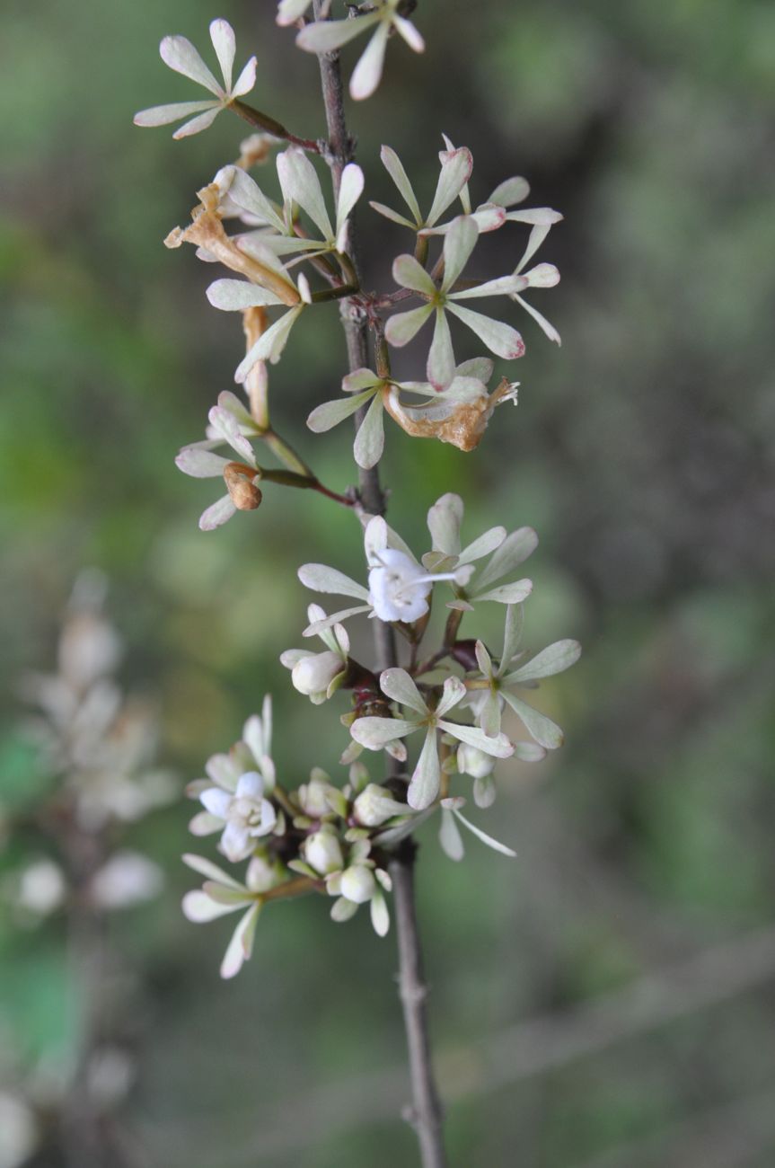 Image of Abelia chinensis specimen.