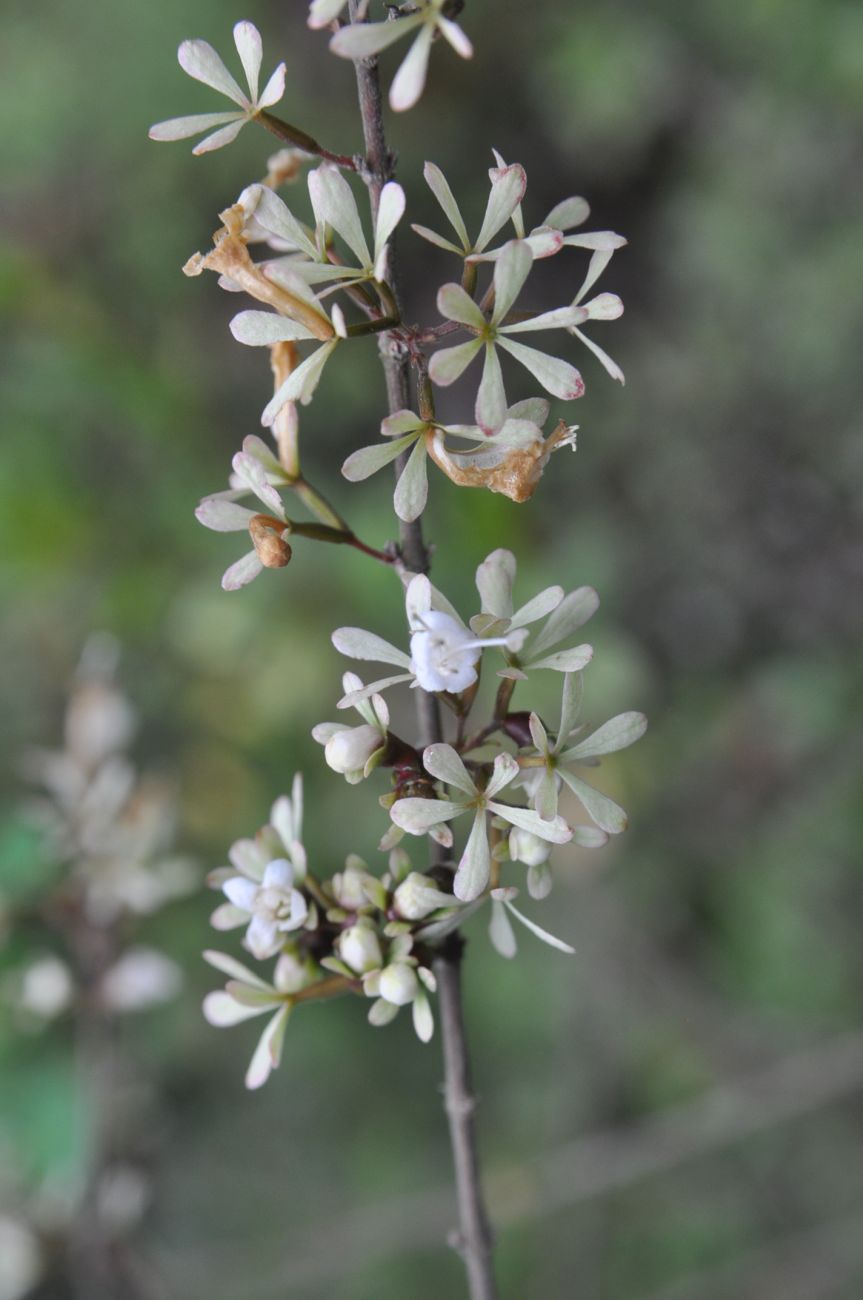 Изображение особи Abelia chinensis.