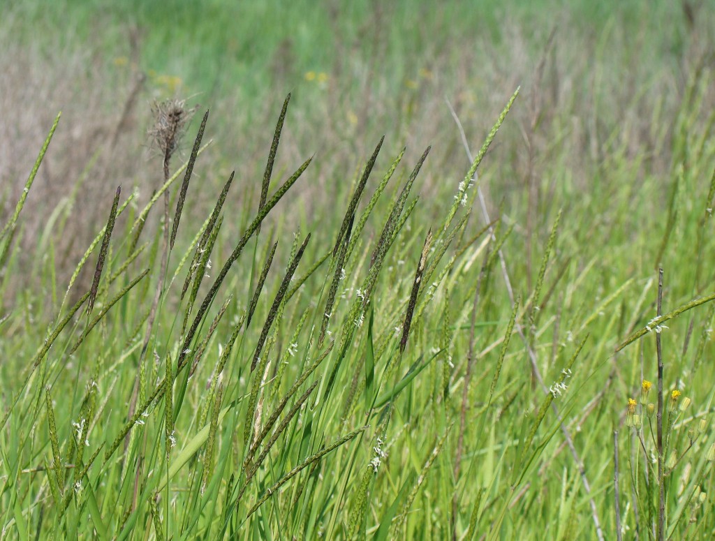 Image of Alopecurus myosuroides specimen.