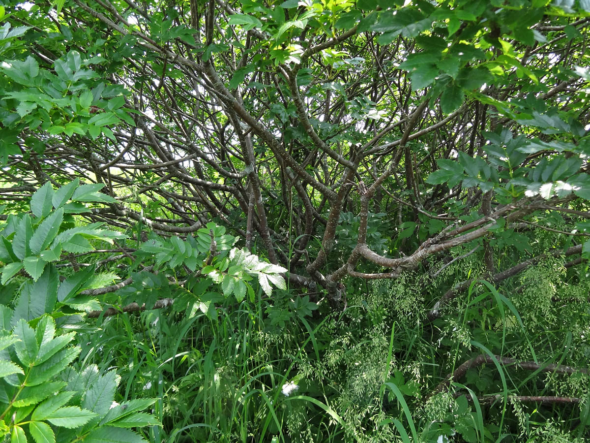 Изображение особи Sorbus sambucifolia.