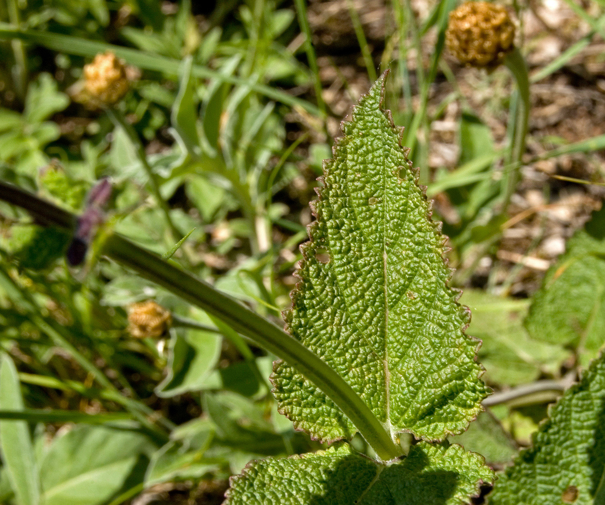 Изображение особи Salvia tesquicola.