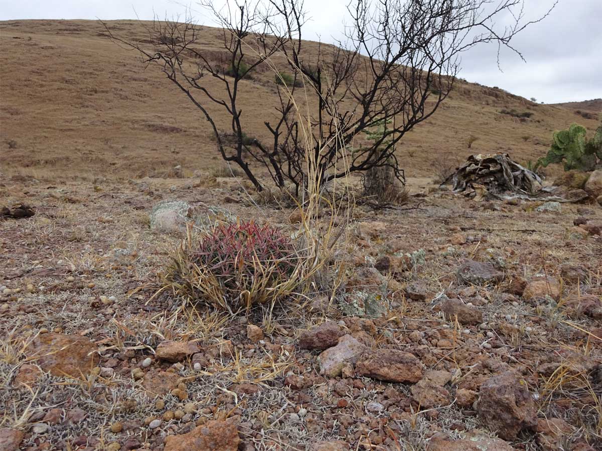 Изображение особи Ferocactus latispinus.