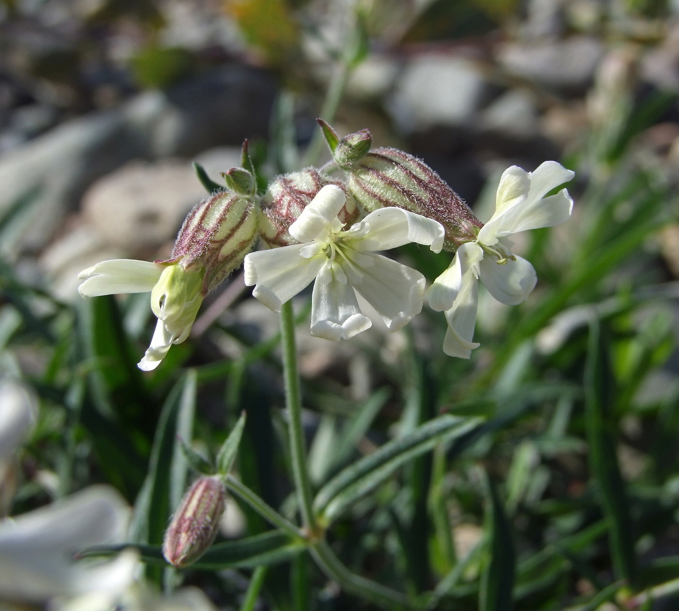 Изображение особи Silene amoena.