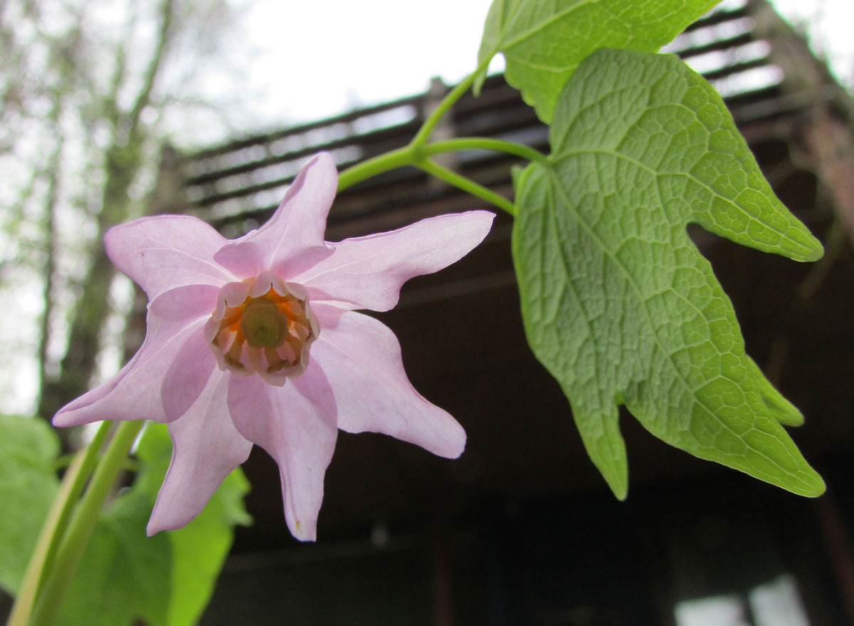 Image of Ranzania japonica specimen.