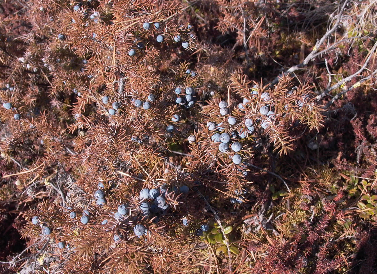 Изображение особи Juniperus sibirica.