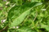 Solanum dulcamara