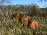 Ulmus japonica