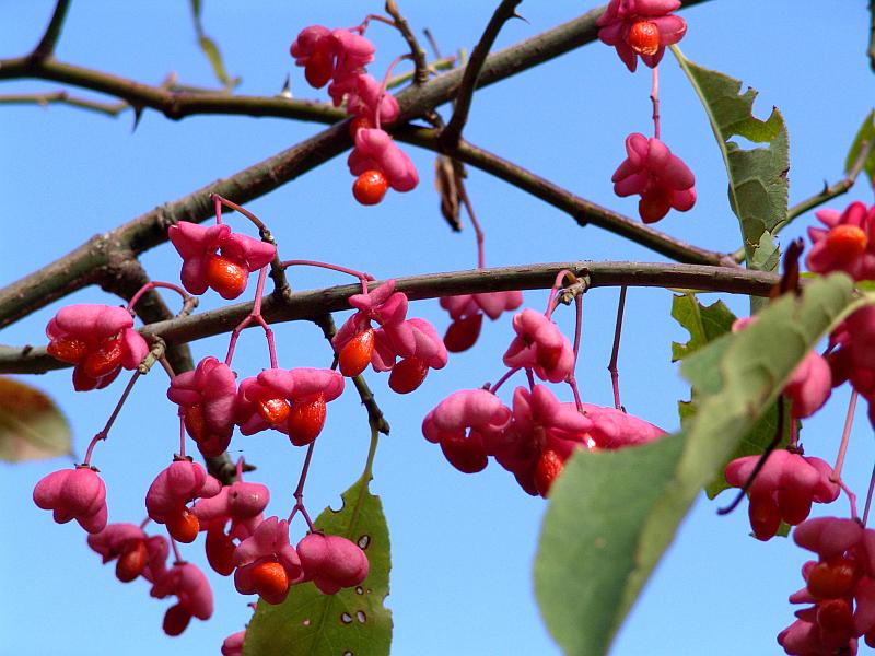 Изображение особи Euonymus europaeus.
