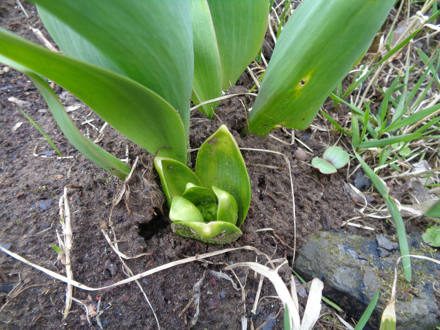 Image of Hyacinthus orientalis specimen.