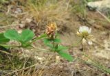 Trifolium tumens