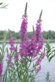 Lythrum salicaria