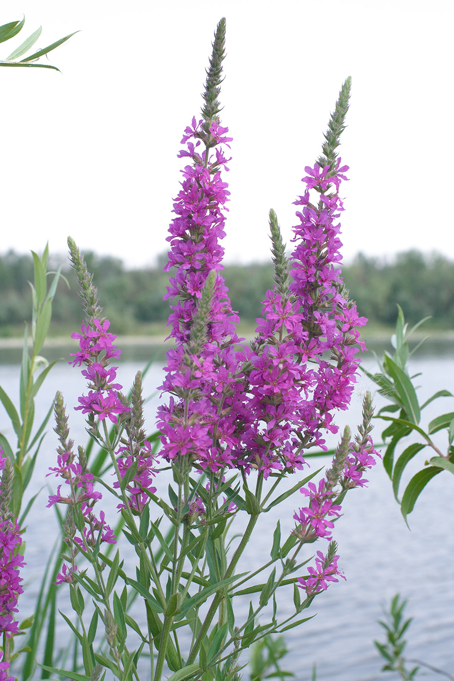 Image of Lythrum salicaria specimen.