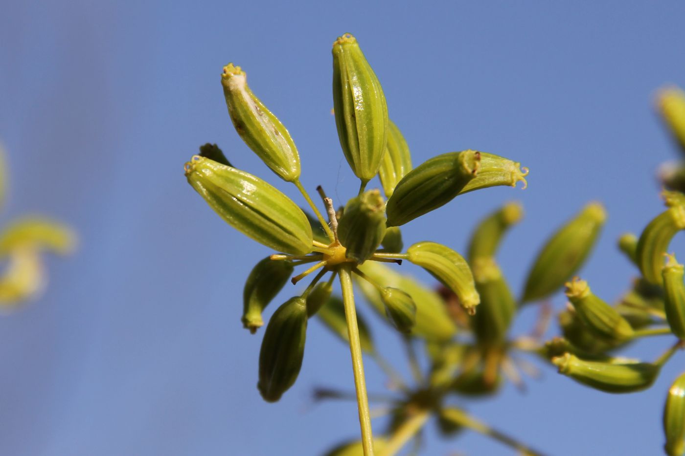 Изображение особи Komaroviopsis anisosperma.