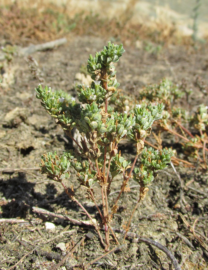 Image of Frankenia pulverulenta specimen.