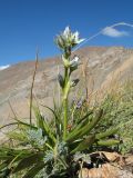 Swertia marginata. Цветущее растение в сообществе с Potentilla hololeuca, Androsace sericea и Sibbaldia tetrandra. Кыргызстан, Зап. Тянь-Шань, Таласский Алатау, северная (таласская) сторона пер. Кара-Буура, ≈ 3200 м н.у.м., пригребневой каменистый склон зап. экспозиции. 17 июля 2018 г.