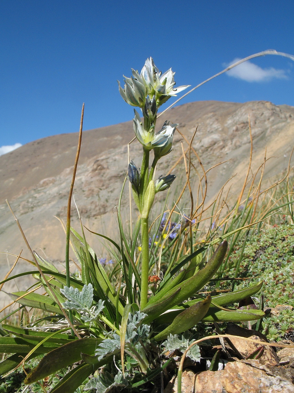 Изображение особи Swertia marginata.