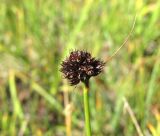 Juncus alpigenus. Верхушка побега с соплодием. Кабардино-Балкария, Эльбрусский р-н, долина р. Ирикчат, ок. 2700 м н.у.м., заболоченное место. 06.08.2018.