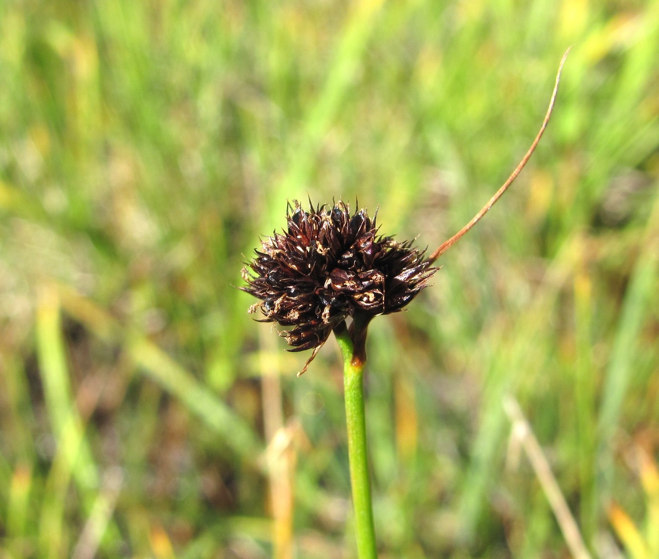 Image of Juncus alpigenus specimen.