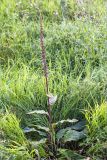 Verbascum nigrum. Плодоносящее растение. Ленинградская обл., Гатчинский р-н, окр. пос. Пудость, разнотравный луг на месте заброшенного травертинового карьера. 12.08.2018.