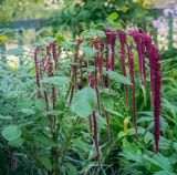 Amaranthus caudatus