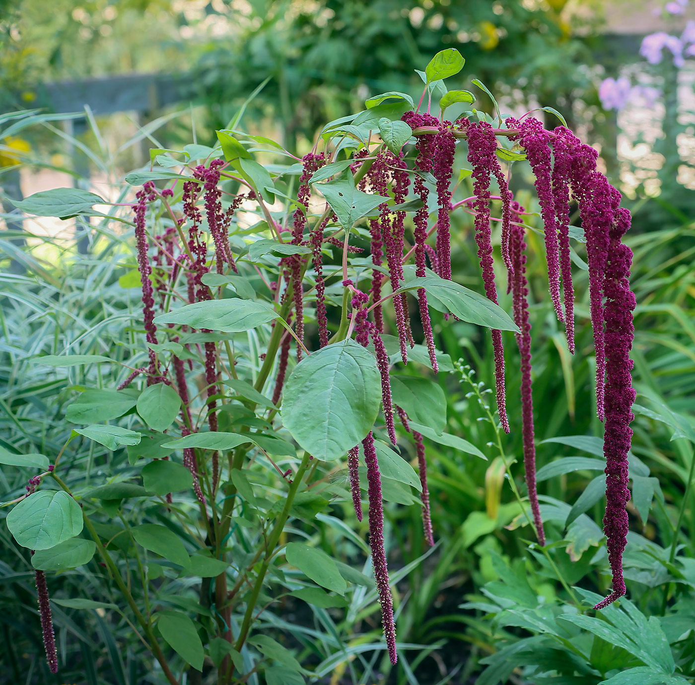 Image of Amaranthus caudatus specimen.
