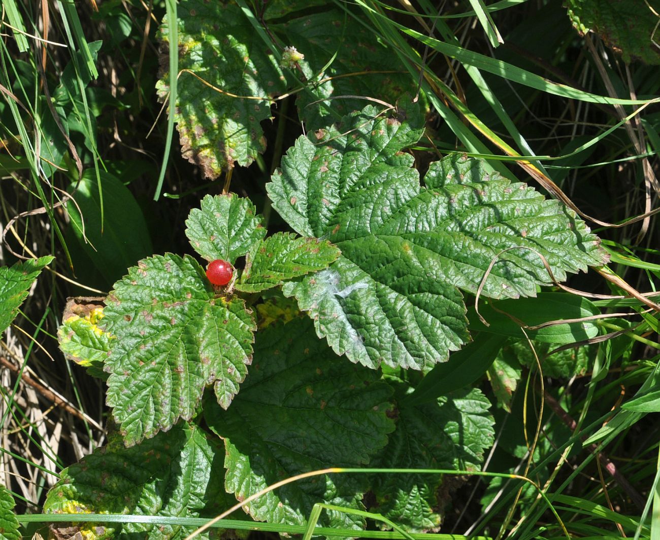 Изображение особи Rubus saxatilis.