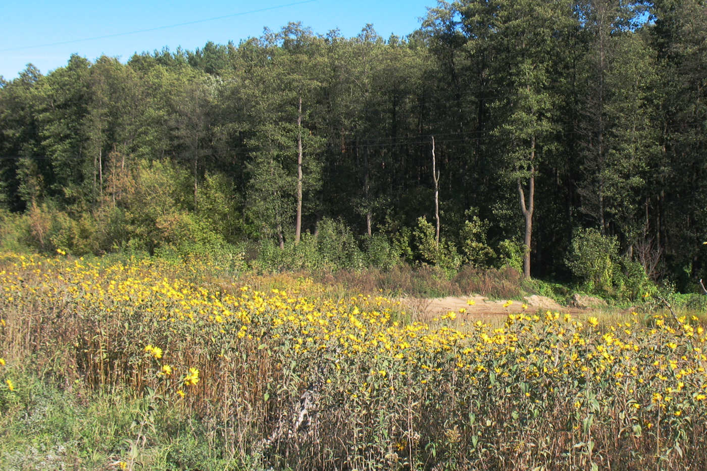 Image of Helianthus subcanescens specimen.