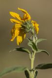 Helianthus tuberosus. Верхушка цветущего растения. Ростовская обл., Аксайский р-н, окр. хут. Александровка, обочина грунтовой дороги. 07.10.2018.