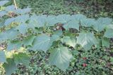 Acer tegmentosum