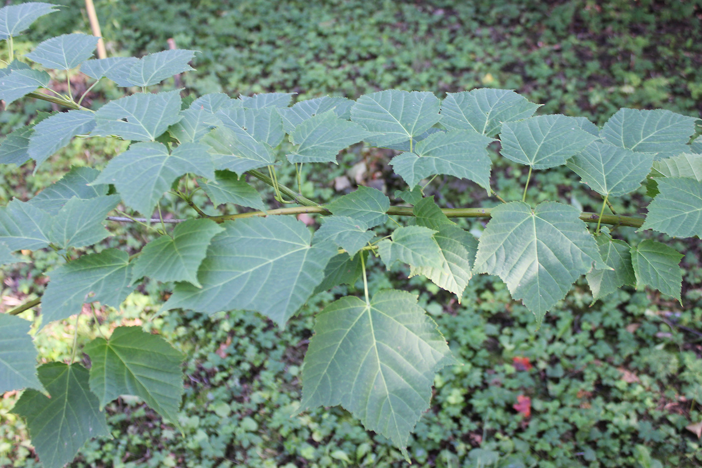 Image of Acer tegmentosum specimen.