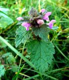 Lamium purpureum. Верхняя часть цветущего растения. Санкт-Петербург, Калининский р-н, окр. ст. м. «Площадь Мужества», на пустыре. 05.11.2018.