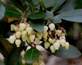 Arbutus unedo