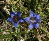 Gentiana septemfida