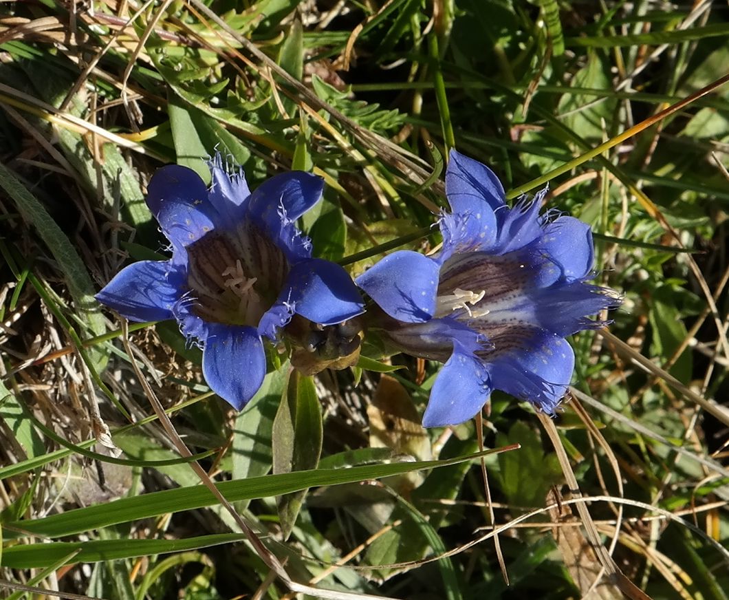 Image of Gentiana septemfida specimen.