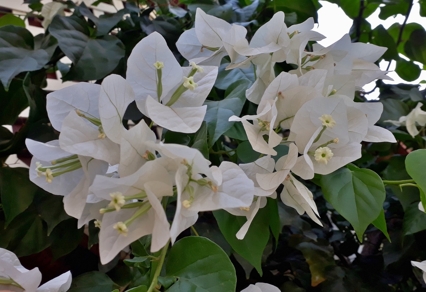 Image of genus Bougainvillea specimen.