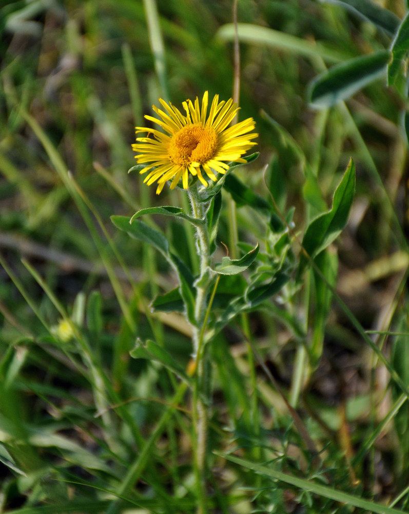 Изображение особи Inula britannica.