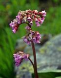 Bergenia crassifolia