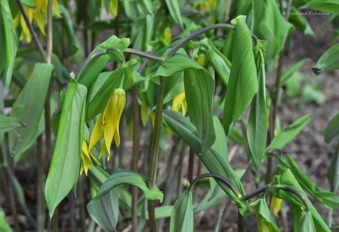 Изображение особи Uvularia grandiflora.