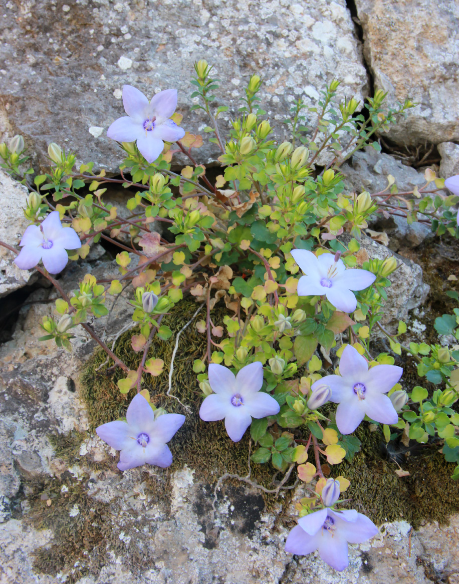 Изображение особи Campanula fragilis.