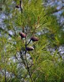 Pinus brutia