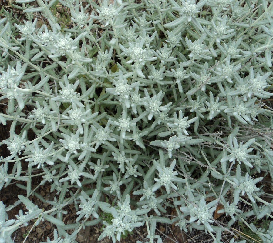 Image of Teucrium capitatum specimen.
