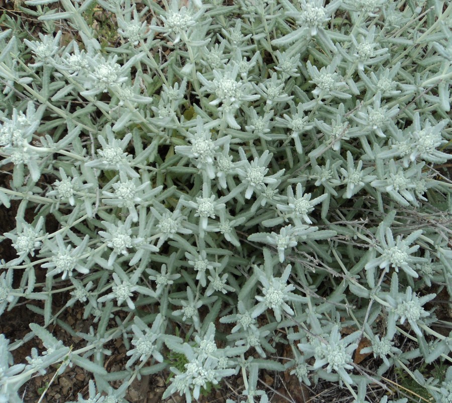 Изображение особи Teucrium capitatum.